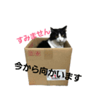 日常使いできる猫スタンプ（個別スタンプ：4）