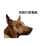 Thai Ridgeback Dog（個別スタンプ：1）