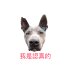 Thai Ridgeback Dog（個別スタンプ：10）