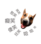 Thai Ridgeback Dog（個別スタンプ：13）