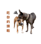 Thai Ridgeback Dog（個別スタンプ：14）