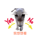 Thai Ridgeback Dog（個別スタンプ：17）