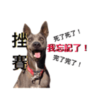 Thai Ridgeback Dog（個別スタンプ：22）