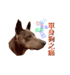 Thai Ridgeback Dog（個別スタンプ：23）