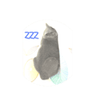 Russian blue cat-Small Blue（個別スタンプ：1）