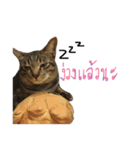 MaewMeowV1（個別スタンプ：7）