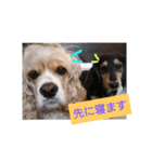 shaun＆timmy message（個別スタンプ：4）