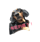 hakunamatata dog（個別スタンプ：1）