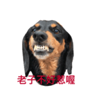 hakunamatata dog（個別スタンプ：3）