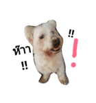 Doggy Shugar（個別スタンプ：3）