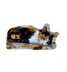 Cats-Three（個別スタンプ：6）