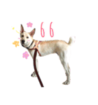 Templa a dog（個別スタンプ：8）