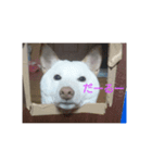 柴犬シロ君（個別スタンプ：8）