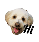 Dewey the cockapoo（個別スタンプ：1）