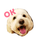 Dewey the cockapoo（個別スタンプ：2）