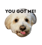 Dewey the cockapoo（個別スタンプ：10）