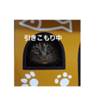 Nyanko's3（個別スタンプ：4）