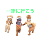 chami toy poodle（個別スタンプ：1）