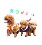 chami toy poodle（個別スタンプ：2）