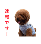 chami toy poodle（個別スタンプ：4）