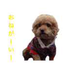 chami toy poodle（個別スタンプ：5）