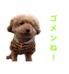 chami toy poodle（個別スタンプ：6）