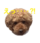 chami toy poodle（個別スタンプ：8）