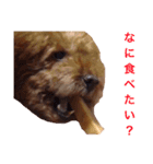 chami toy poodle（個別スタンプ：10）