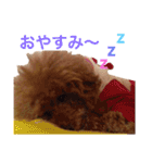 chami toy poodle（個別スタンプ：11）