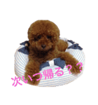 chami toy poodle（個別スタンプ：12）