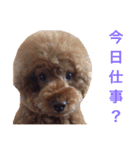 chami toy poodle（個別スタンプ：13）