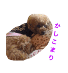 chami toy poodle（個別スタンプ：14）