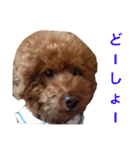chami toy poodle（個別スタンプ：15）