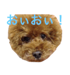 chami toy poodle（個別スタンプ：16）