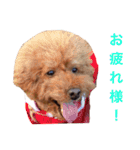 chami toy poodle（個別スタンプ：17）