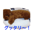 chami toy poodle（個別スタンプ：18）
