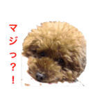 chami toy poodle（個別スタンプ：20）