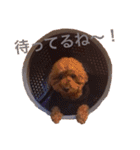 chami toy poodle（個別スタンプ：21）