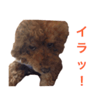 chami toy poodle（個別スタンプ：22）