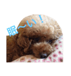 chami toy poodle（個別スタンプ：23）