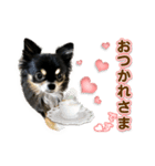 きままな癒し犬 Piqueやん♡（個別スタンプ：1）