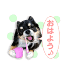 きままな癒し犬 Piqueやん♡（個別スタンプ：4）