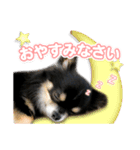 きままな癒し犬 Piqueやん♡（個別スタンプ：5）