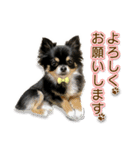 きままな癒し犬 Piqueやん♡（個別スタンプ：15）