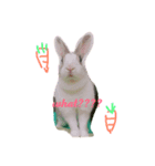 bunny Duby（個別スタンプ：1）