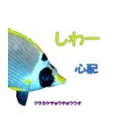 沖縄のレアな魚がしゃべるウチナーグチ（個別スタンプ：3）