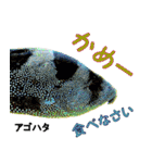 沖縄のレアな魚がしゃべるウチナーグチ（個別スタンプ：5）
