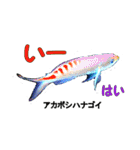 沖縄のレアな魚がしゃべるウチナーグチ（個別スタンプ：7）