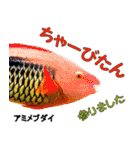 沖縄のレアな魚がしゃべるウチナーグチ（個別スタンプ：8）