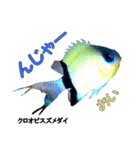 沖縄のレアな魚がしゃべるウチナーグチ（個別スタンプ：15）